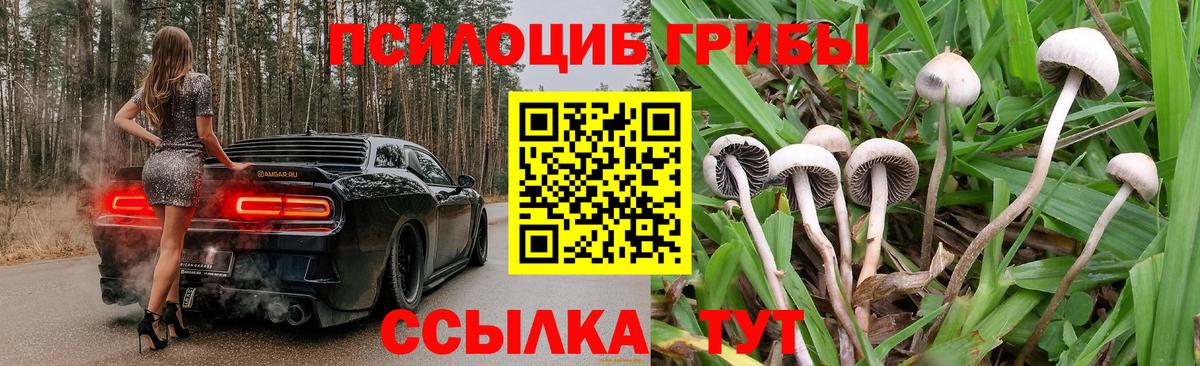 Псилоцибиновые грибы Psilocybe Балаково